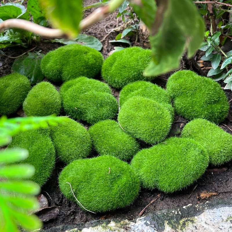 5/30pcs Simulation Moss Stone  – Bonsai Rock Garden recenzja i cena